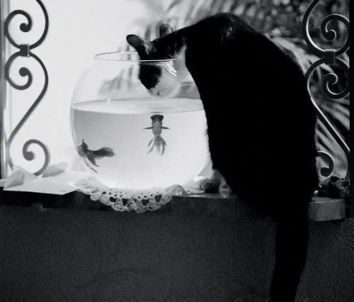 1369227_10151986777337959_1084283569_n