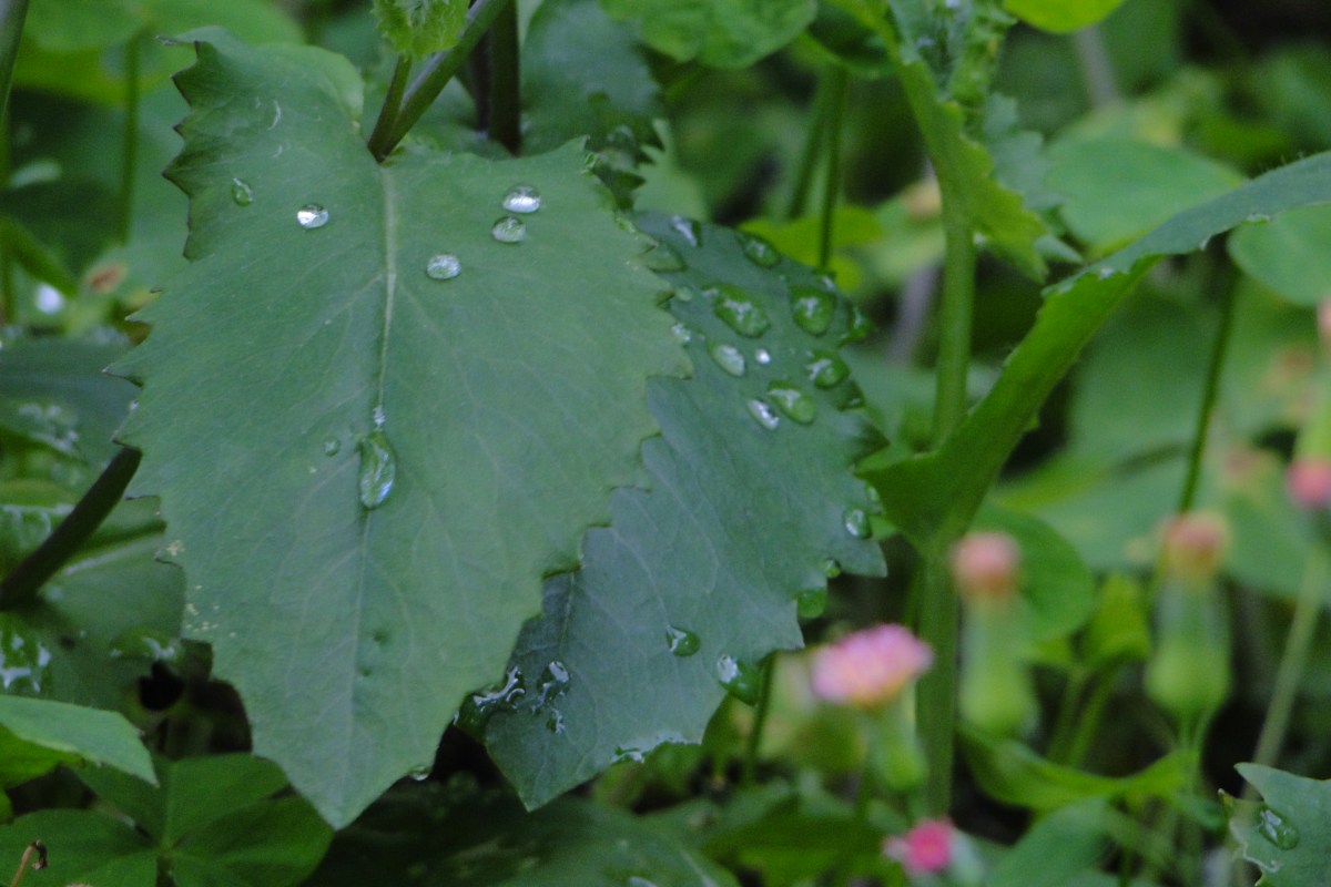 El secreto del éxito&nbsp;japonés